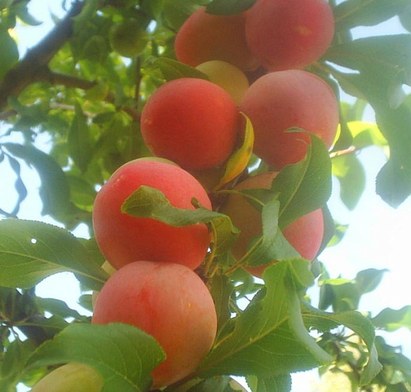 Слива 'Персиковая'