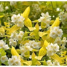 Чубушник венечный 'Золотистый'