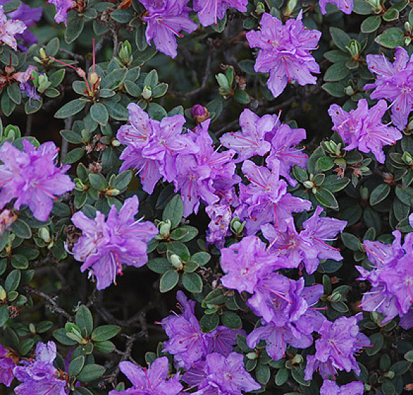 Рододендрон плотный 'Рамапо' (фиолетовый)