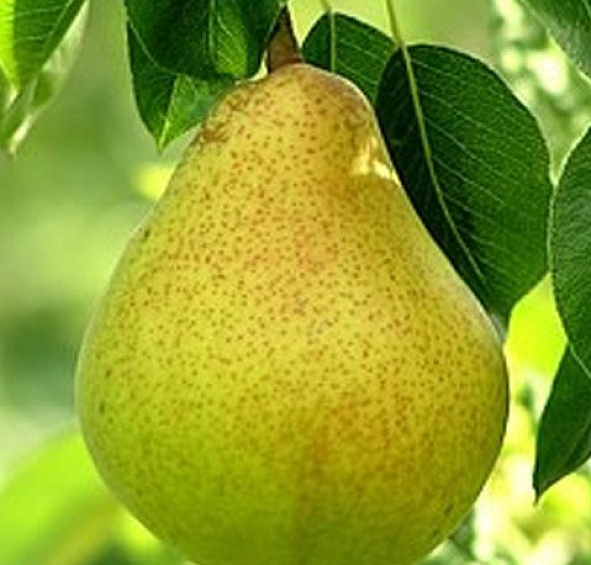 Груша 'Верная'