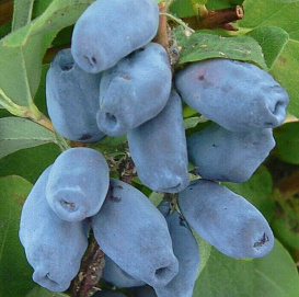 Жимолость съедобная 'Тунгус'