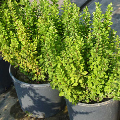 Барбарис Тунберга 'Паувау'