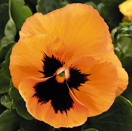 Виола Виттрока 'Инспайр Оранж Плюс Блотч' (оранжевая с черным глазком)