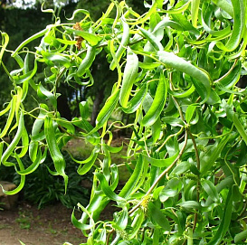 Ива вавилонская 'Тортуоза'