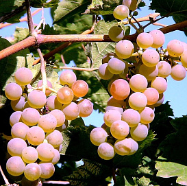 Виноград 'Алан 3'