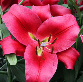 Лилия 'Карбонеро' (темно розовая)