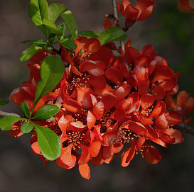 Айва японская 'Сарженти'