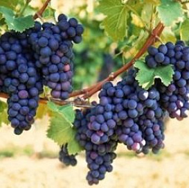 Виноград 'Русский фиолетовый'