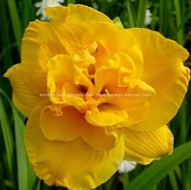 Лилейник гибридный "Патриция Джоджо"