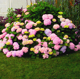 Гортензия Макрофила