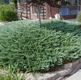 Можжевельник горизонтальный 'Блу Чип'