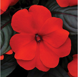 Бальзамин новогвинейский 'Дивайн Черри Ред' (темно-красный)