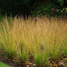 Молиния тростниковая 'Скайрокер'