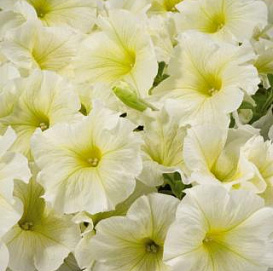 Петуния (сурфиния) гибридная 'Аладдин Йеллоу' (желтая)