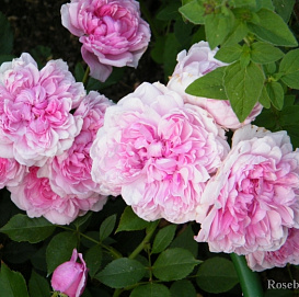 Роза 'Сестра Элизабет' (парковая) (розовая)