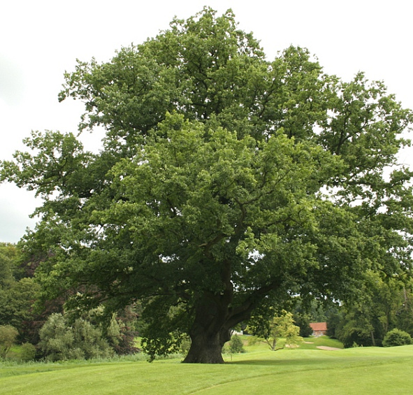 Дуб черешчатый