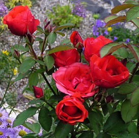 Роза 'Морден Фаерглоу' (шраб) (красная)