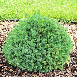 Ель обыкновенная 'Томпа'