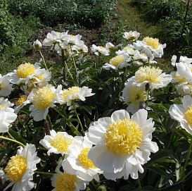 Пион молочноцветковый 'Бу Ти'