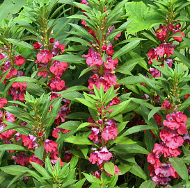 Бальзамин садовый