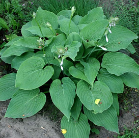 Хоста гибридная (вздутая, волнистая) 'Элеганс'