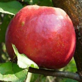 Яблоня домашняя 'Настя'