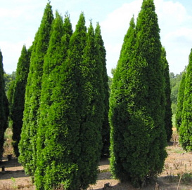 Туя западная 'Пирамидалис'
