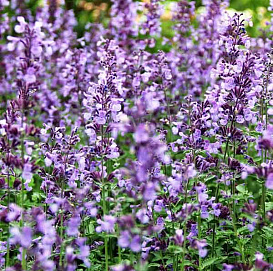 Котовник Фассена 'Джуниор Волкнер'