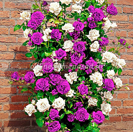 Роза Мистер Вондер' ( плетистая)