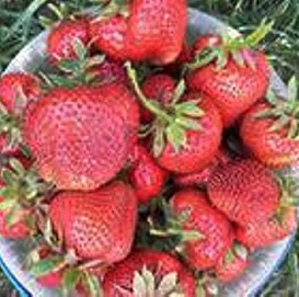 Земляника (клубника) 'Розана'