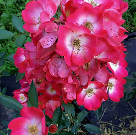 Роза 'Гранд-Дюк Джан' (парковая) (розовая)