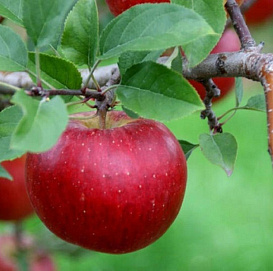 Яблоня домашняя 'Топаз'