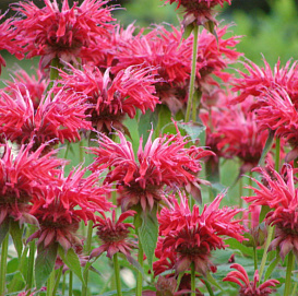 Монарда двойчатая (гибридная)