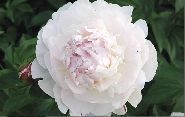 Пион молочноцветковый 'Ла Марш' (белый)