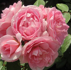 Роза 'Пейри Джой' (канадская) ( розовая)