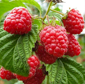 Малина 'Брянский рубин'