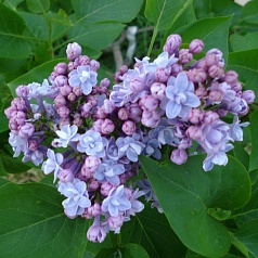 Сирень обыкновенная 'Виктор Лемуан' (лилово - голубая)
