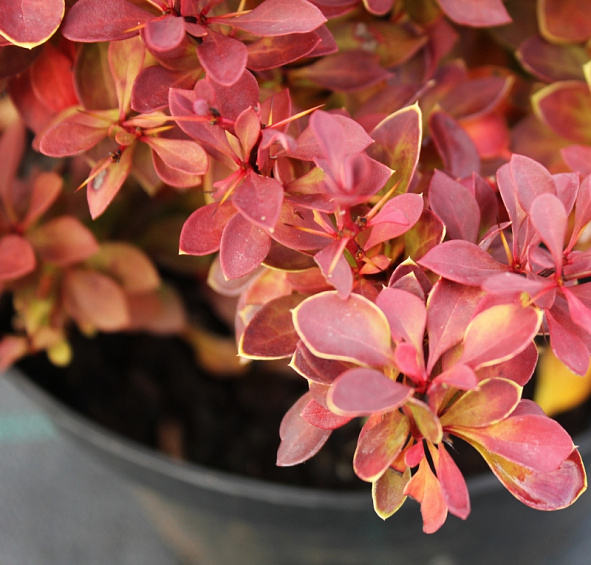 Барбарис Тунберга 'Руби Стар'