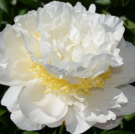 Пион молочноцветковый 'Чеддер Голд' (белый)