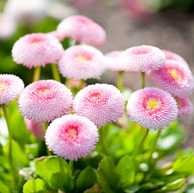 Семена Маргаритка 