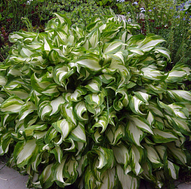 Хоста Медиовариегата