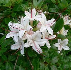 Рододендрон древовидный (азалия) (белый)