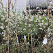 Фотоальбом Апрель в садовом центре (2012 г) Цветет Ирга ламарка