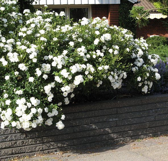 Роза 'Уайт Мейдиланд' (почвопокровная)