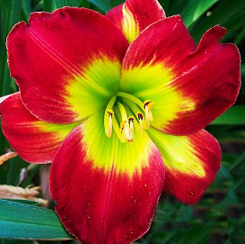 Лилейник гибридный 'Кристмас Из' (Темно-красный)