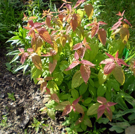 Спирея японская 'Макрофилла'