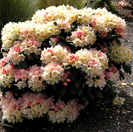 Рододендрон якушиманский 'Голден Торч' (желто-розовый)