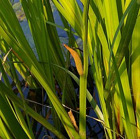 Аир обыкновенный