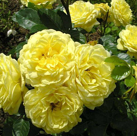 Роза 'Анни Дюпрей' (почвопокровная, шраб) (желтая)