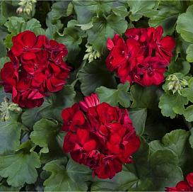 Пеларгония садовая 'Кастелло бернд дарк ред' (темно-красный)